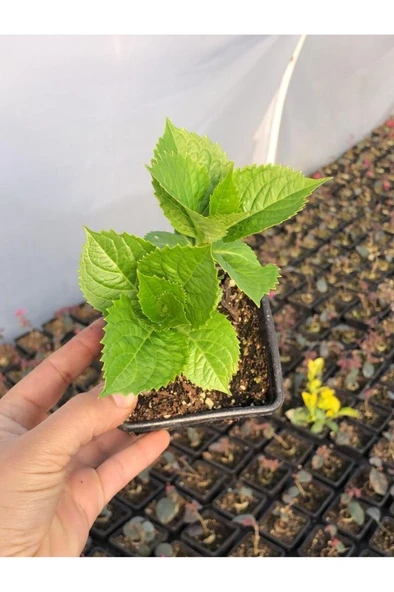 Mavi Ortanca Fidanı Fidesi 10 - 30 cm Hydrangea Macrophylla - Resim 3