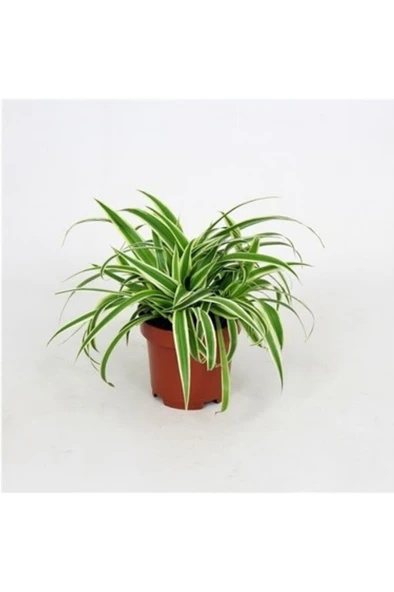 Yavrulu Kurdele Çiçeği 1 Adet Chlorophytum 10-20 cm ürün görseli