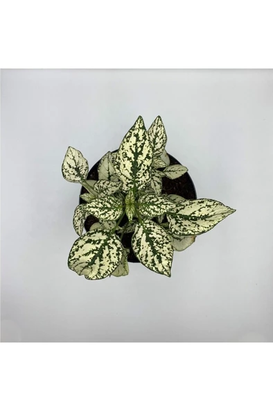 Hostes Çiçeği (Hypoestes) Çilli Yaprak Çiçeği Beyaz Puantiyeli 10-20 cm - Resim 4