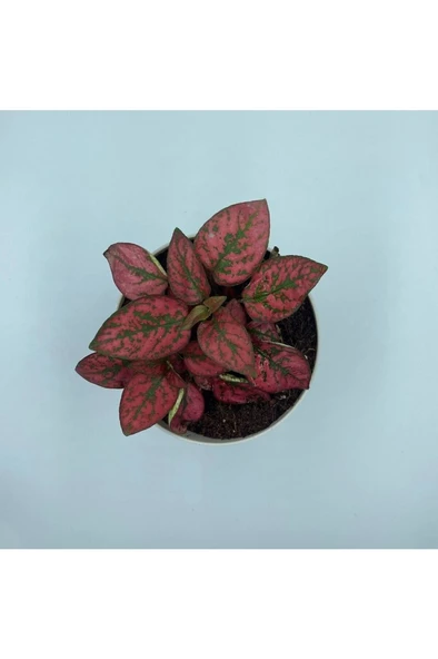 Hostes Çiçeği (Hypoestes) Çilli Yaprak Çiçeği Kırmızı Puantiyeli - Resim 4