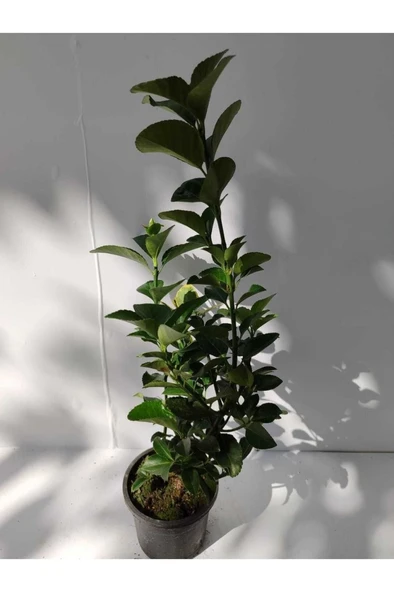 Yeşil Taflan Fidanı 10-20 cm - Resim 2