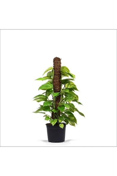 Pothos Salon Sarmaşığı Fidanı 10-20 cm - Resim 2