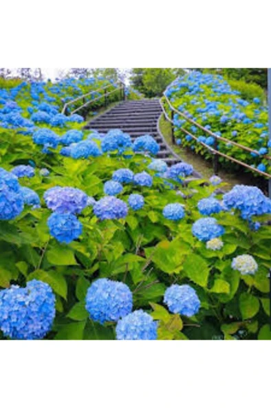 Mavi Ortanca Fidanı Fidesi 10 - 30 cm Hydrangea Macrophylla - Resim 4