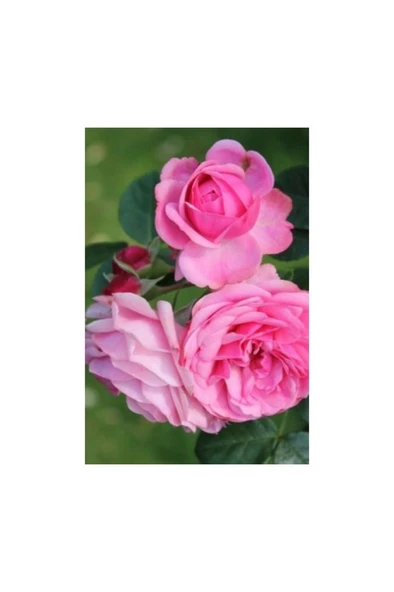 Isparta Gülü Fidanı Rosa Damascena 10-20 cm - Resim 2