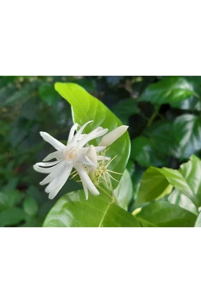 Arap Yasemini Fidanı 10-20 cm - Resim 3