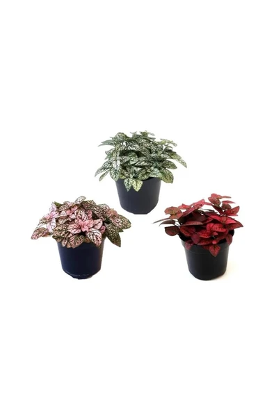 Saksıda Hostes Çiçeği, Çilli Yaprak Çiçeği 10-20 cm - Resim 3