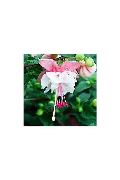 Katlı Pembe Beyaz Fuchsita Küpe Çiçeği Fidanı 10-20 cm - 2