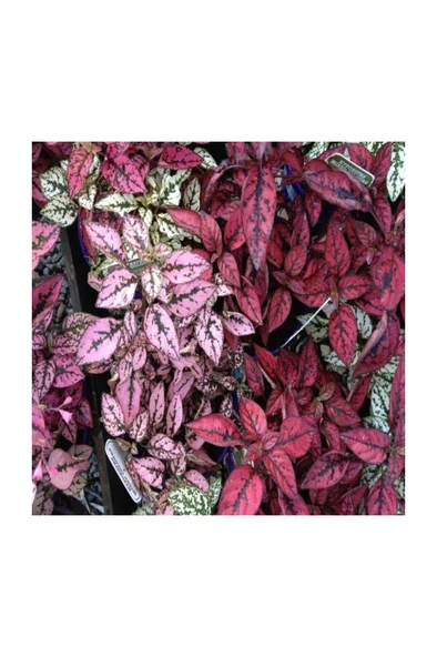 Saksıda Hypoestes Phyllostachya Hostes Çiçeği 10-20 cm - Resim 3