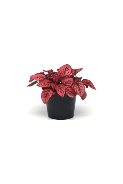 Çilli Yaprak Güzeli Çiçeği 3 Adet Hostes Çiçeği Hypoestes 10-20 cm - Resim 3