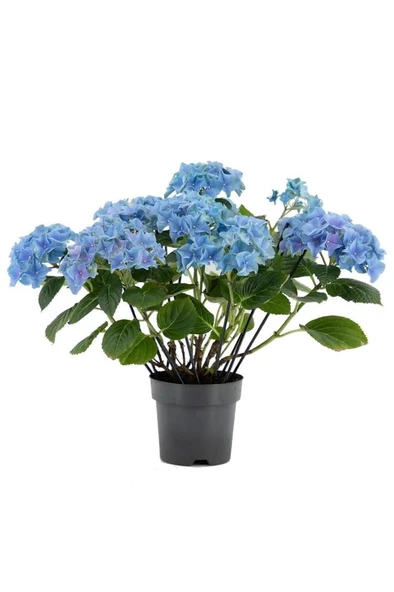 Mavi Ortanca Fidanı Fidesi 10 - 30 cm Hydrangea Macrophylla ürün görseli