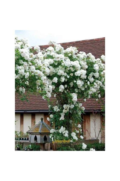 Tüplü Beyaz Sarmaşık Yediveren Gül Fidanı 10-20 cm - Resim 2