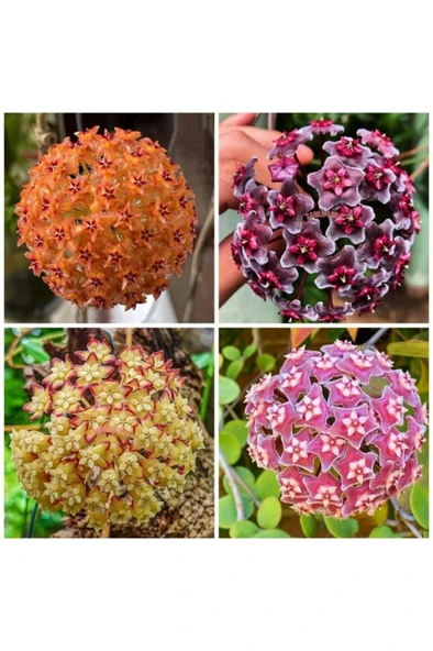 Turuncu Beyaz Mum Çiçeği Fidanı 10-20 cm ürün görseli