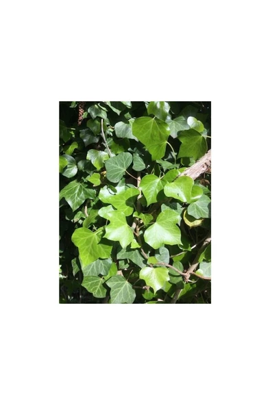 Duvar Sarmaşığı ( Hedera Helix ) Kaya Sarmaşığı Fidanı 10-20 cm - Resim 4