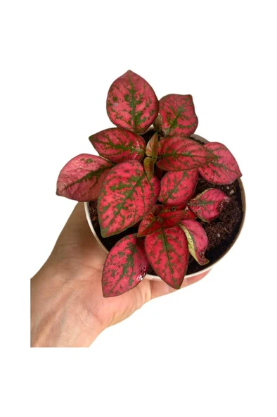 Hostes Çiçeği (Hypoestes) Çilli Yaprak Çiçeği Kırmızı Puantiyeli - Resim 2