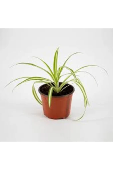 Yavrulu Kurdele Çiçeği 1 Adet Chlorophytum 10-20 cm - Resim 2