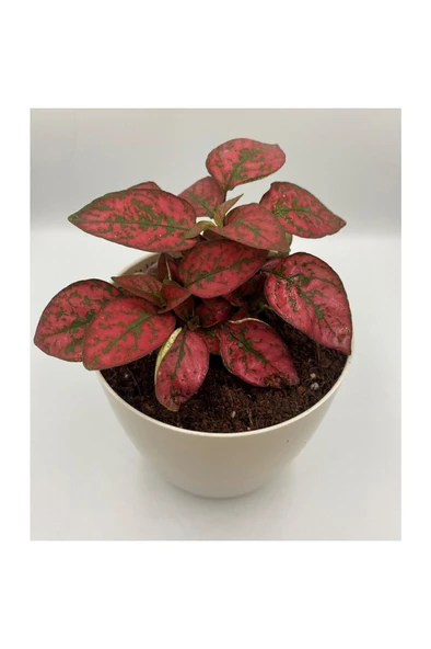 Hostes Çiçeği (Hypoestes) Çilli Yaprak Çiçeği Kırmızı Puantiyeli ürün görseli