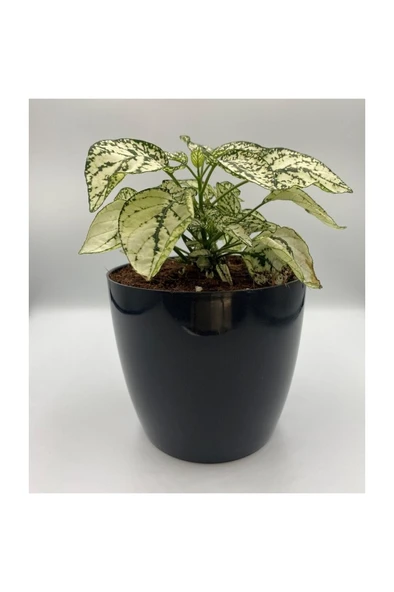 Hostes Çiçeği (Hypoestes) Çilli Yaprak Çiçeği Beyaz Puantiyeli 10-20 cm - Resim 2