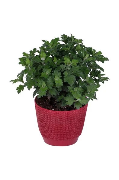 Kasımpatı Saksı’da (Chrysanthemum) Beyaz Renk 10-20 cm ürün görseli