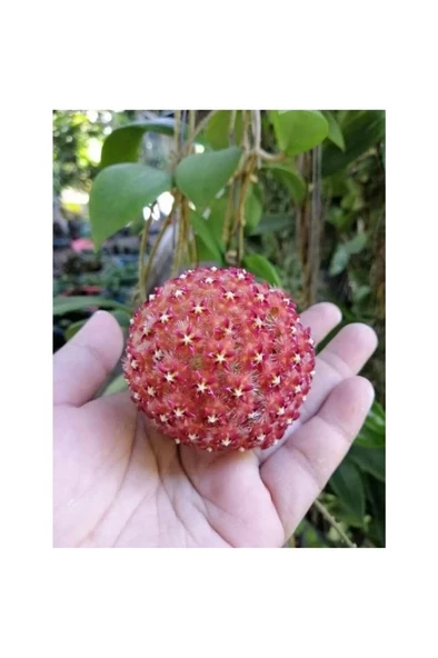 Turuncu Beyaz Mum Çiçeği Fidanı 10-20 cm - Resim 3