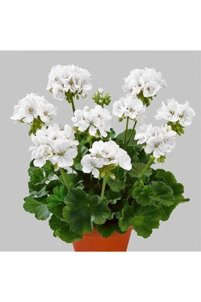 Beyaz Sardunya Çiçeği Saksılı 10-20 cm - Resim 3