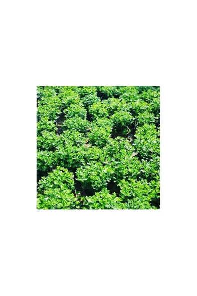 Kuğu Beyazı Saksılı Kasımpatı Fidanı Krizantem Chrysanthemum 10-20 Cm - Resim 2