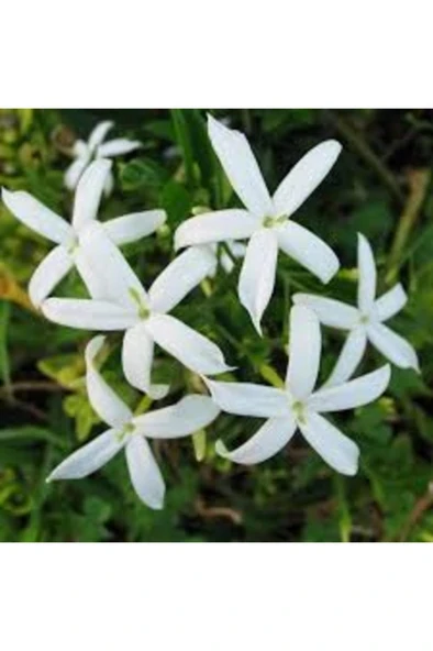 Beyaz Arap Yasemin Fidanı Saksılı [rhyncospermum Jasminoides] ürün görseli