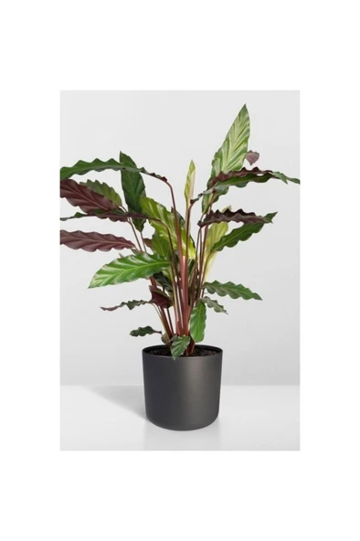 Calathea Rufibarba Wavestar - Kalatya Dua Çiçeği 10-20 cm ürün görseli