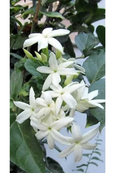 Beyaz Arap Yasemin Fidanı Saksılı [rhyncospermum Jasminoides] - Resim 3