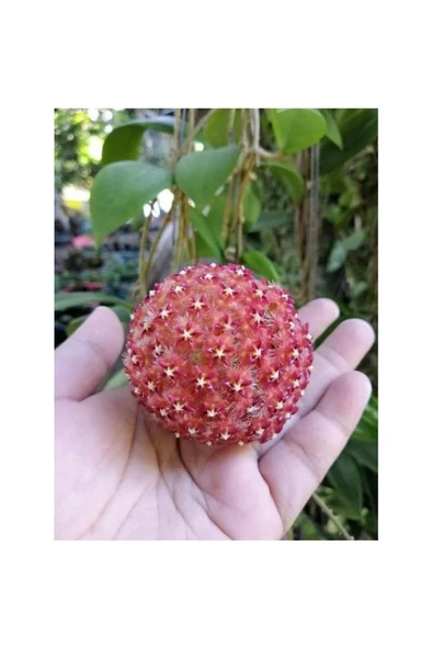 Turuncu Beyaz Mum Çiçeği Fidanı 10-20 cm ürün görseli