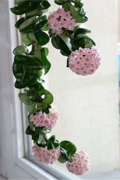 Saksılı Mum Çiçeği Fidanı Hoya Carnosa Tri Colour 3 Renkli ürün görseli