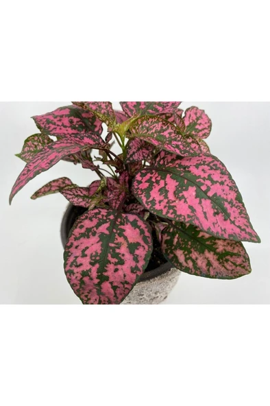 Hostes (Hypoestes) Çilli Yaprak Çiçeği Pembe Puantiyeli 10-20 cm ürün görseli