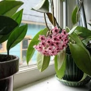 Pembe Renk Çiçek Açan Mum Çiçeği Fidanı 10-20 cm - Resim 3