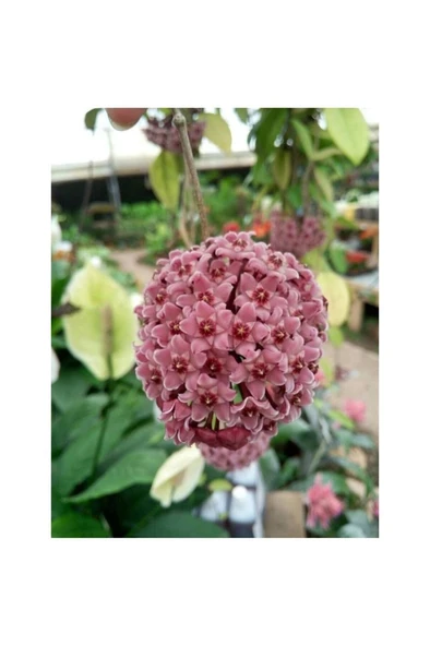 Pudra Renkli Mum Çiçeği Fidanı 10-20 cm - Resim 4