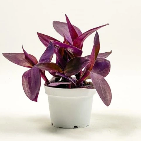 Sardunya Çiçeği Kırmızı Telgraf Çiçeği Fidanı 2 Li Set 10-20 Cm - Resim 6