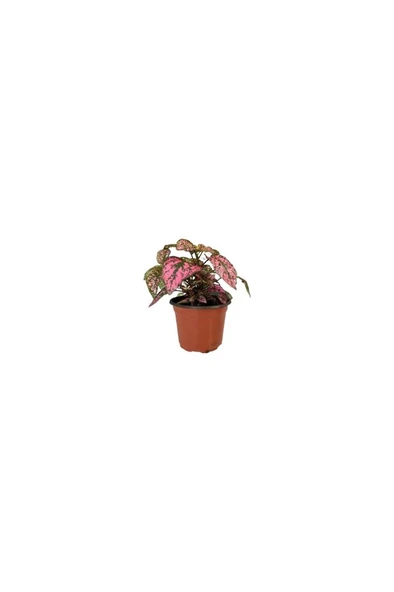 Hostes (Hypoestes) Çilli Yaprak Çiçeği Pembe Puantiyeli 10-20 cm - Resim 3