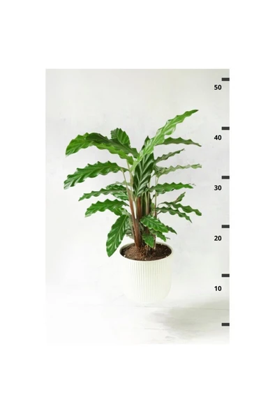 Calathea Rufibarba Wavestar - Kalatya Dua Çiçeği 10-20 cm - Resim 4