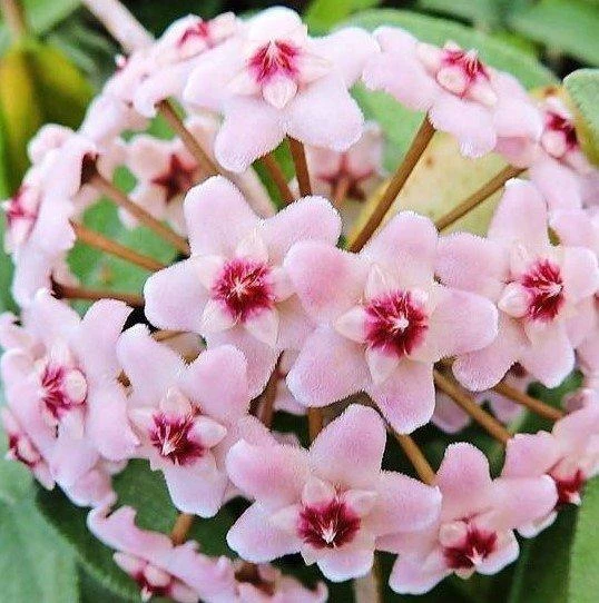 Pembe Renk Çiçek Açan Mum Çiçeği Fidanı 10-20 cm ürün görseli