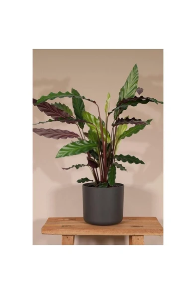 Calathea Rufibarba Wavestar - Kalatya Dua Çiçeği 10-20 cm - Resim 2