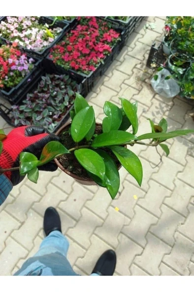 Saksılı Mum Çiçeği Fidanı Hoya Carnosa Tri Colour 3 Renkli - Resim 2