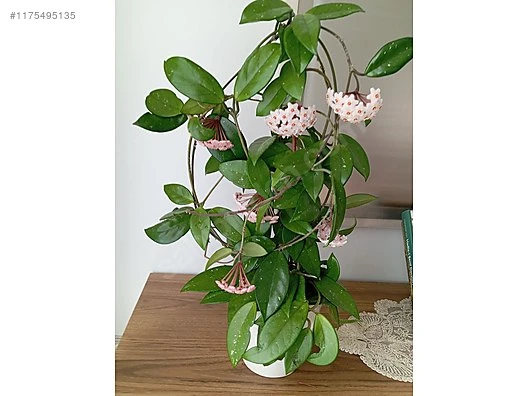 Mum Çiçeği Fidanı Turuncu 10-20 cm - Resim 5