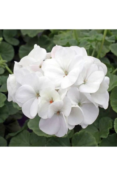 Beyaz Sardunya Çiçeği Saksılı 10-20 cm - Resim 4