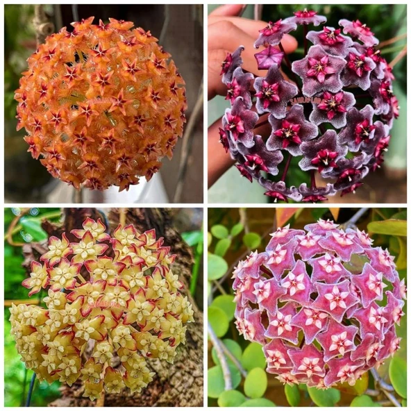 Mum Çiçeği Fidanı Turuncu 10-20 cm ürün görseli