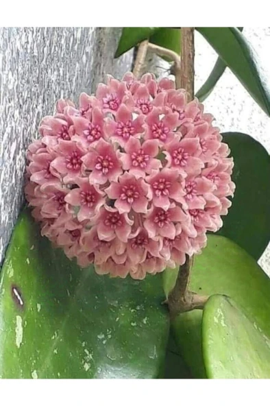 Toz Pembe Renkli Mum Çiçeği Fidanı 10-20 cm ürün görseli