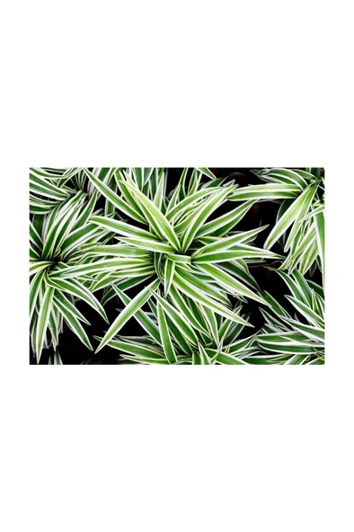 Yeşil Beyaz Kurdele Çiçeği (Chlorophytum) 10-20 cm - Resim 3