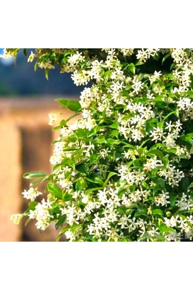 Arap Yasemini Sarmaşığı Fidanı Rhyncospermum Jasminoides 20-30 Cm ürün görseli
