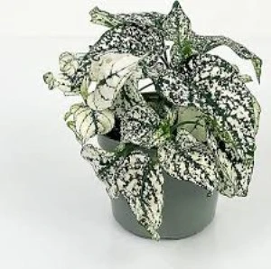 Beyaz Hostes Bitkisi Hypoestes Çiçeği Fidanı 10-20 cm ürün görseli