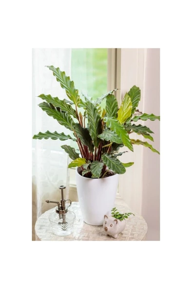 Calathea Rufibarba Wavestar - Kalatya Dua Çiçeği 10-20 cm - Resim 3