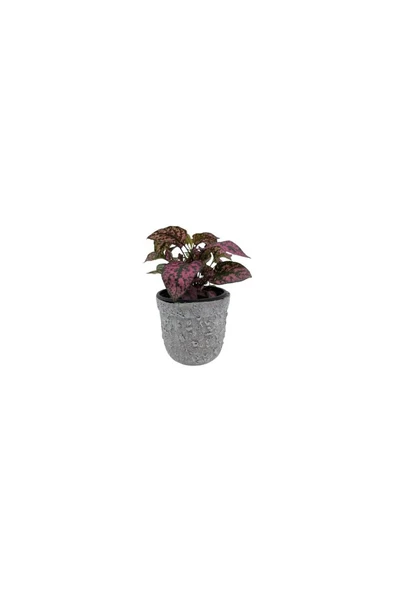 Hostes (Hypoestes) Çilli Yaprak Çiçeği Pembe Puantiyeli 10-20 cm - Resim 2