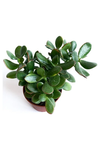Crassula Ovata - Para Çiçeği Fidanı 10-20 cm - Resim 4