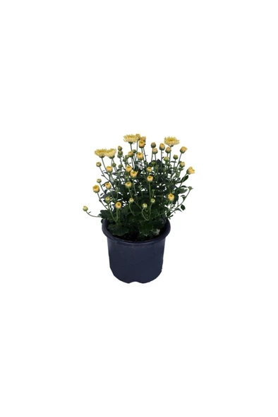 Kasımpatı  (Chrysanthemum) Sarı Renk Krizentem Çiçeği 10-20 cm ürün görseli